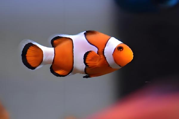 小丑鱼可以活几年，可以活到10至12年