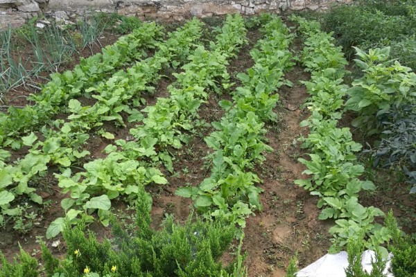 草甘磷对土壤有哪些危害,遇土会被钝化