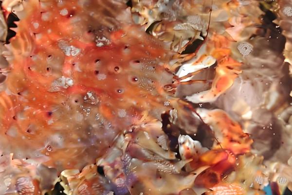 螃蟹有哪些常见品种，一共有600多种