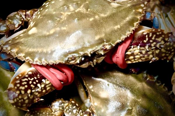 螃蟹有哪些常见品种，一共有600多种