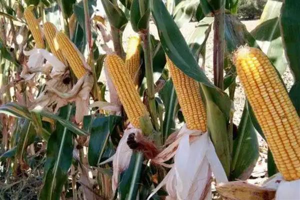 东单1331玉米种的简介,在东华北春玉米区从出苗至成熟需要125天