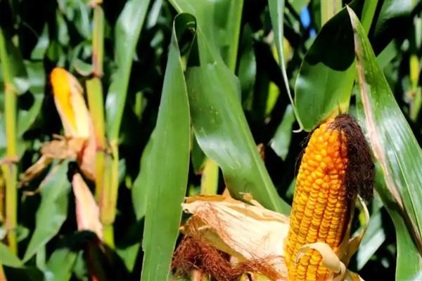 东单1331玉米种的简介,在东华北春玉米区从出苗至成熟需要125天