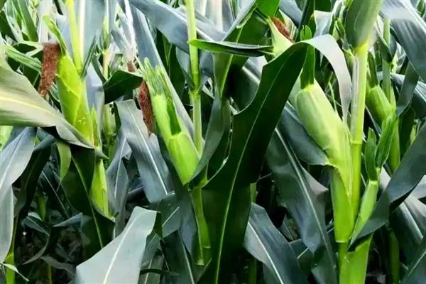 东单1331玉米种的简介,在东华北春玉米区从出苗至成熟需要125天