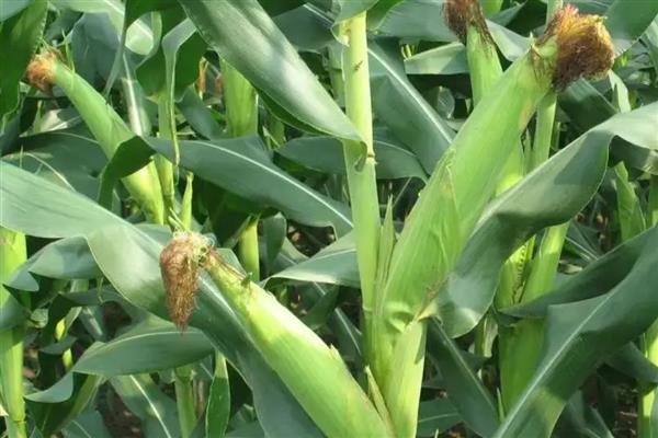 东单1331玉米种的简介,在东华北春玉米区从出苗至成熟需要125天
