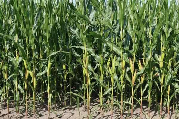 东单1331玉米种的简介,在东华北春玉米区从出苗至成熟需要125天