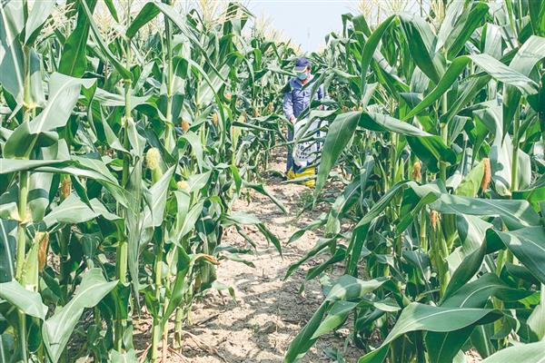 东单1331玉米种的简介,在东华北春玉米区从出苗至成熟需要125天