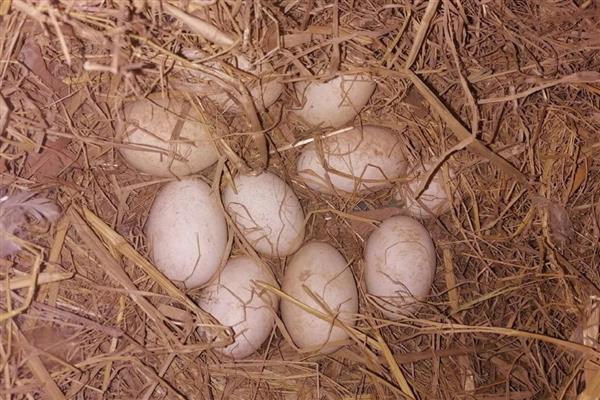 怎么挑选鹅种蛋，可以闻味道或用手摸等