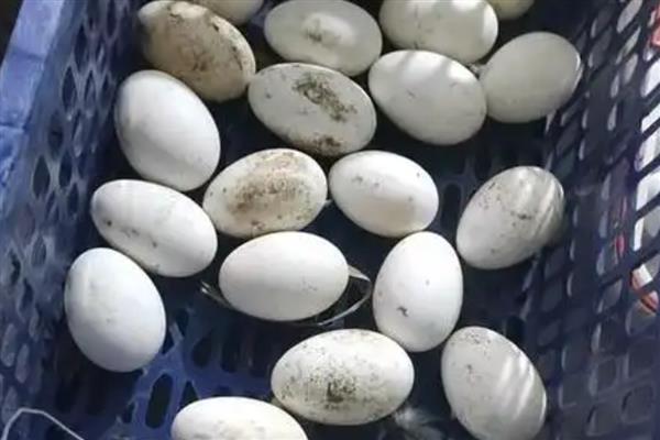 怎么挑选鹅种蛋，可以闻味道或用手摸等