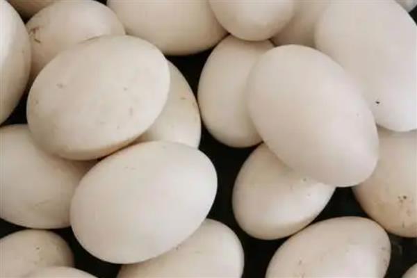 怎么挑选鹅种蛋，可以闻味道或用手摸等