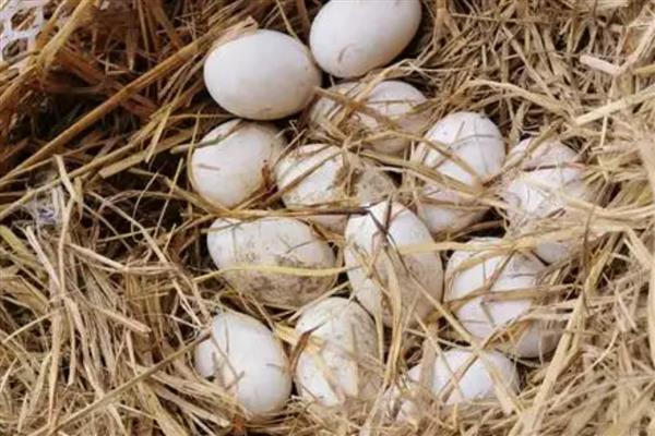 怎么挑选鹅种蛋，可以闻味道或用手摸等