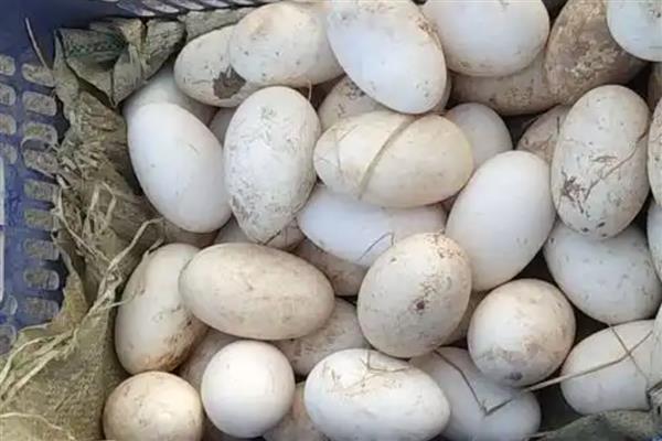 怎么挑选鹅种蛋，可以闻味道或用手摸等