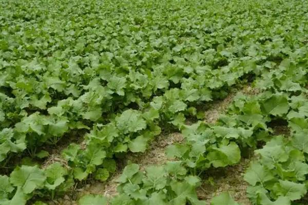 油菜黑斑病的症状，叶片染病初生褐色圆形病斑