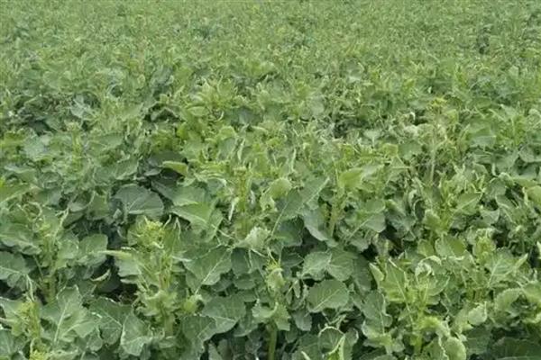 油菜黑斑病的症状，叶片染病初生褐色圆形病斑