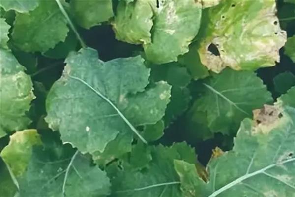 油菜黑斑病的症状，叶片染病初生褐色圆形病斑