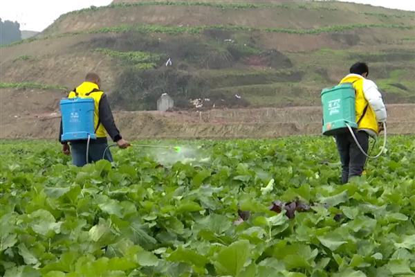 油菜黑斑病的症状，叶片染病初生褐色圆形病斑