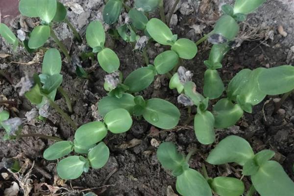 向日葵的种植管理要点，出苗后需及时查苗