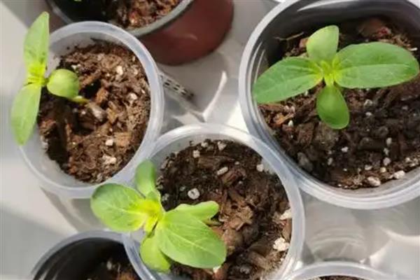 向日葵的种植管理要点，出苗后需及时查苗