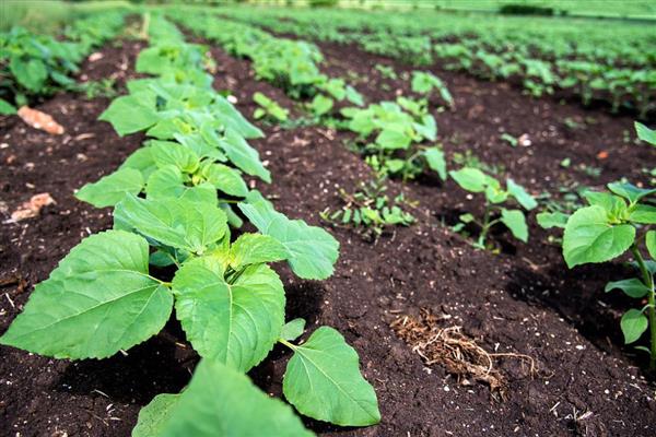 向日葵的种植管理要点，出苗后需及时查苗