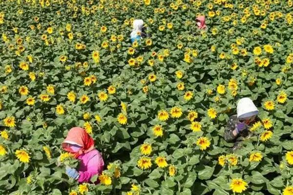 向日葵的种植管理要点，出苗后需及时查苗