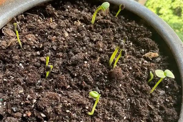 向日葵的种植管理要点，出苗后需及时查苗