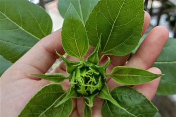 向日葵的种植管理要点，出苗后需及时查苗