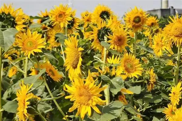 向日葵的种植管理要点，出苗后需及时查苗