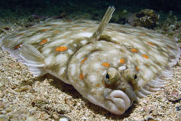 比目鱼的产地,主要产于黄海北部和渤海