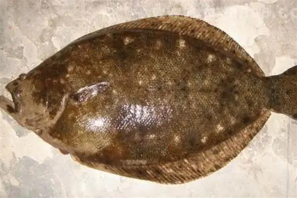 比目鱼的产地,主要产于黄海北部和渤海