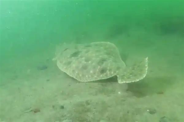 比目鱼的产地,主要产于黄海北部和渤海