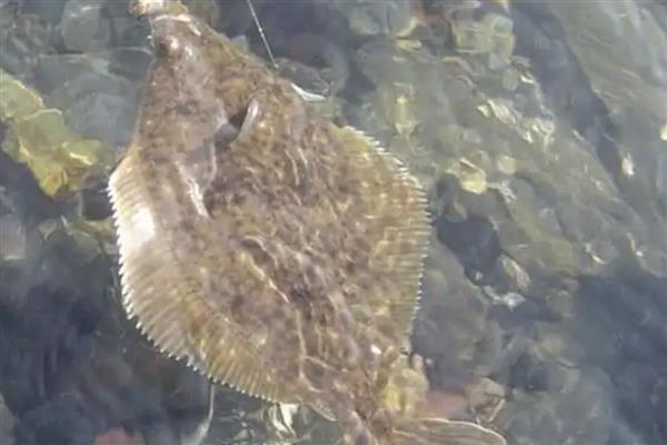 比目鱼的产地,主要产于黄海北部和渤海