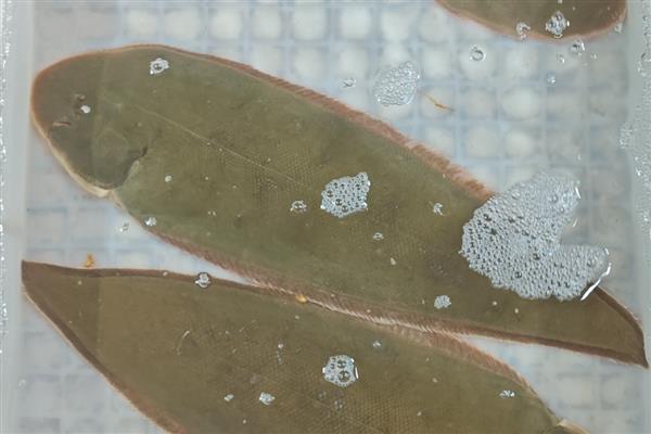 比目鱼的产地,主要产于黄海北部和渤海