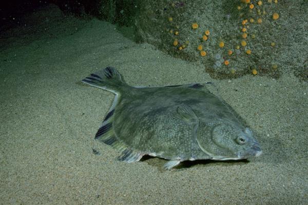 比目鱼的产地,主要产于黄海北部和渤海