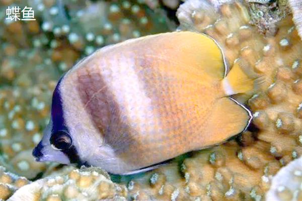 比目鱼的产地,主要产于黄海北部和渤海