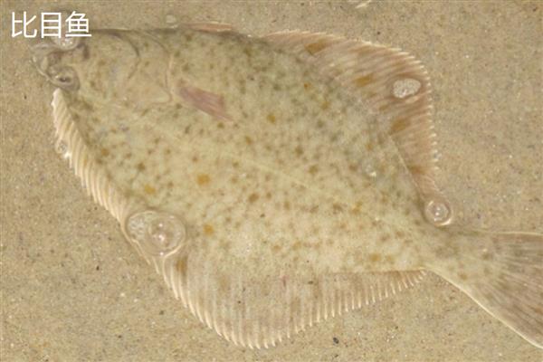 比目鱼的产地,主要产于黄海北部和渤海