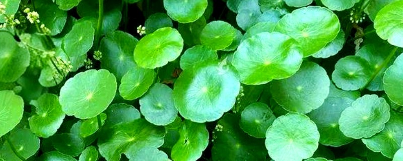 金钱草怎么养,注意要保持土壤湿润