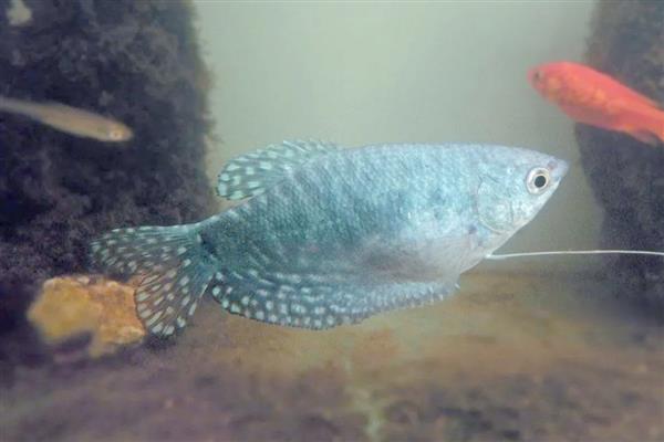 曼龙鱼吃不吃小鱼，正常情况下是不吃小鱼的