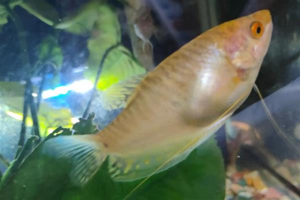 曼龙鱼吃不吃小鱼，正常情况下是不吃小鱼的