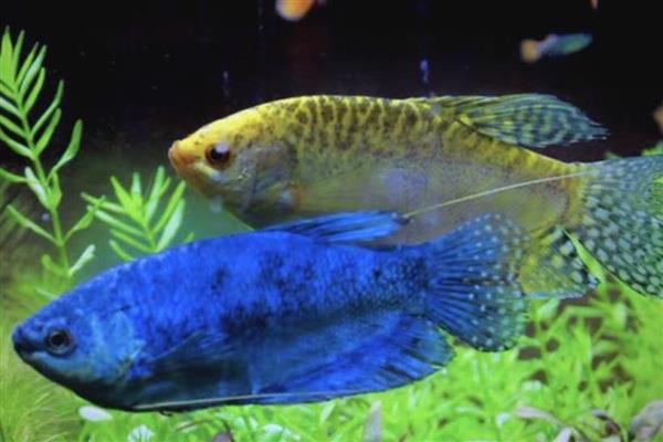 曼龙鱼吃不吃小鱼，正常情况下是不吃小鱼的