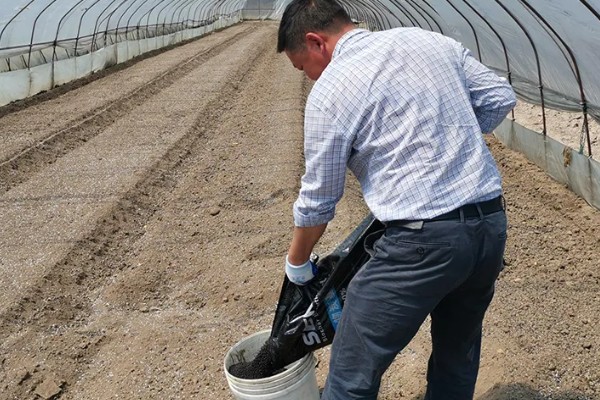 最实用的种菜肥料，根据蔬菜品种来决定