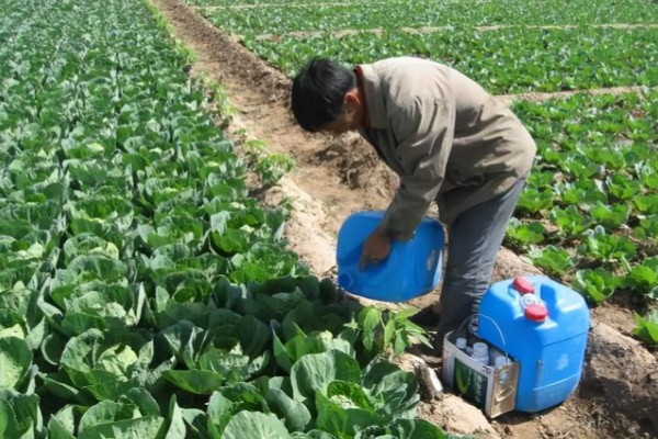 最实用的种菜肥料，根据蔬菜品种来决定