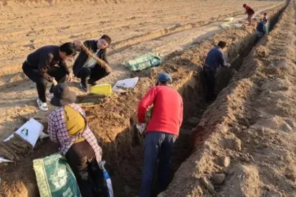 最实用的种菜肥料，根据蔬菜品种来决定