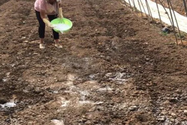 最实用的种菜肥料，根据蔬菜品种来决定