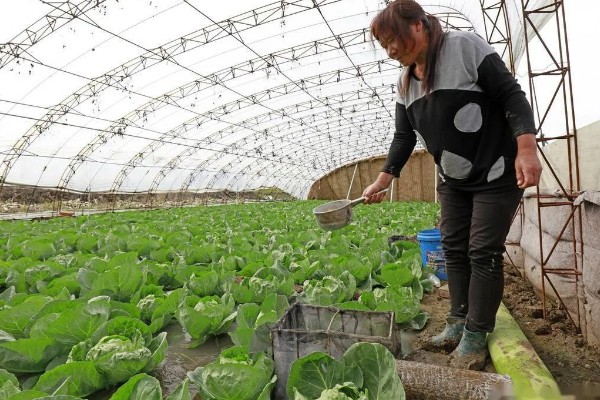 最实用的种菜肥料，根据蔬菜品种来决定