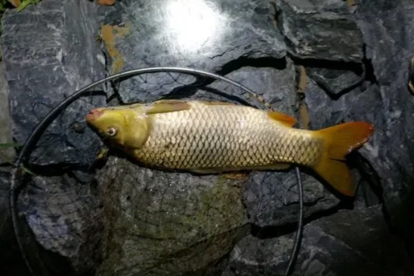 晚上钓鲤鱼钓深还是钓浅，跟水温高低有很大的关系