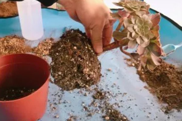 法师杆子软的原因,是因为植株根部腐烂导致的