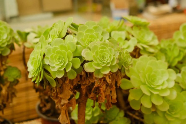 法师杆子软的原因,是因为植株根部腐烂导致的