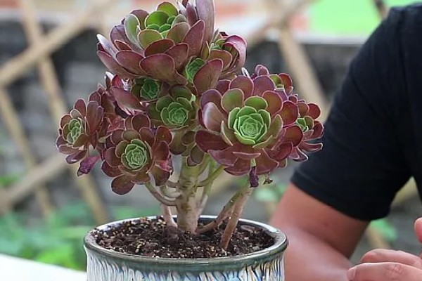 法师杆子软的原因,是因为植株根部腐烂导致的