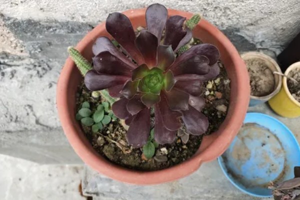 法师杆子软的原因,是因为植株根部腐烂导致的