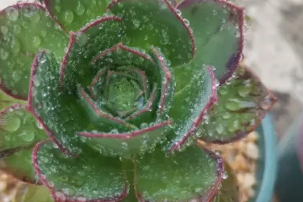 法师杆子软的原因,是因为植株根部腐烂导致的
