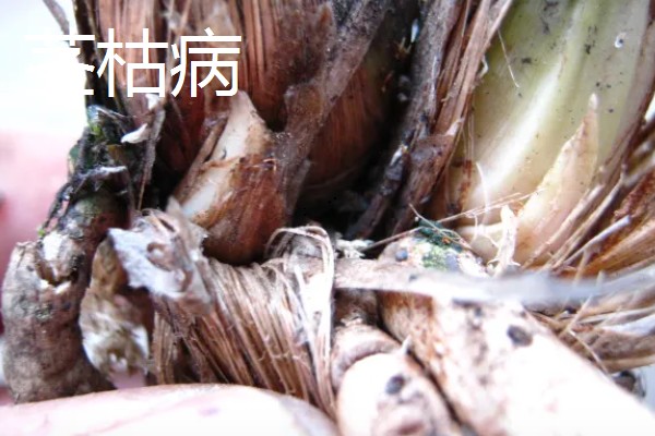 防治丝兰病虫害的方法，发生白绢病可喷施代森锌